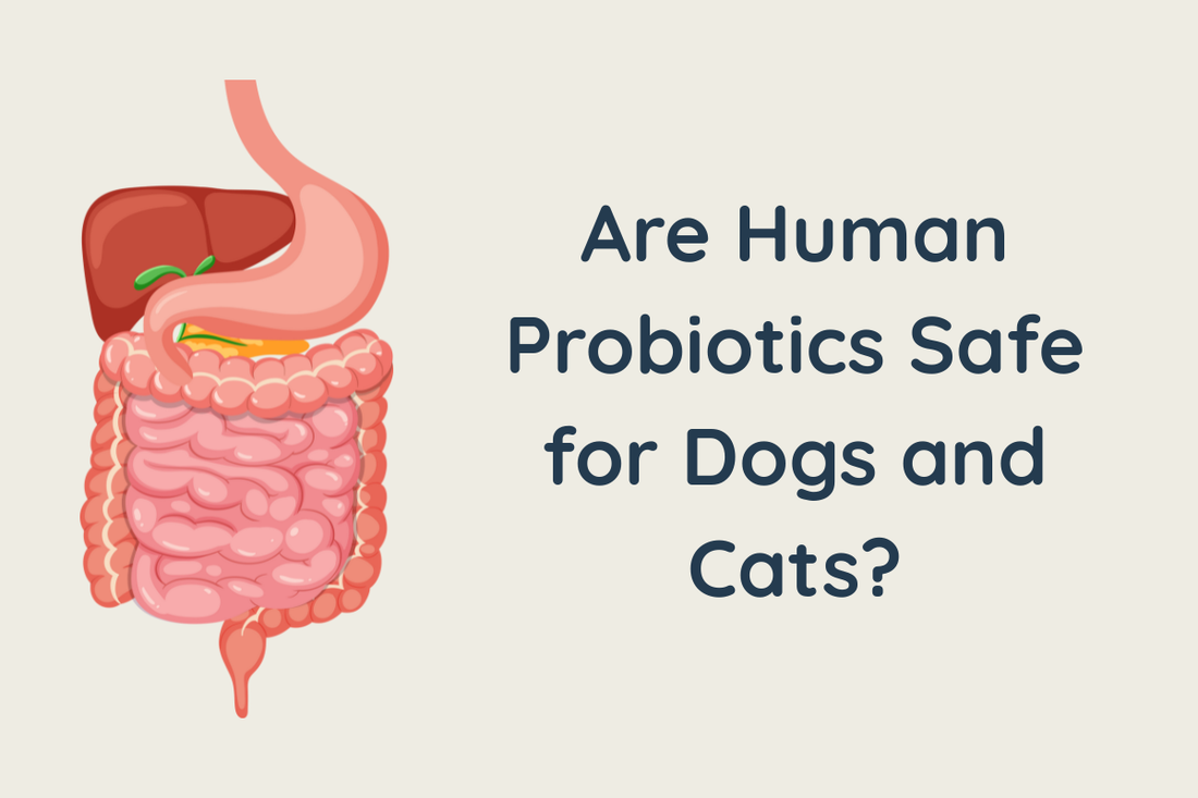 Are Human Probiotics Safe for Dogs and Cats?