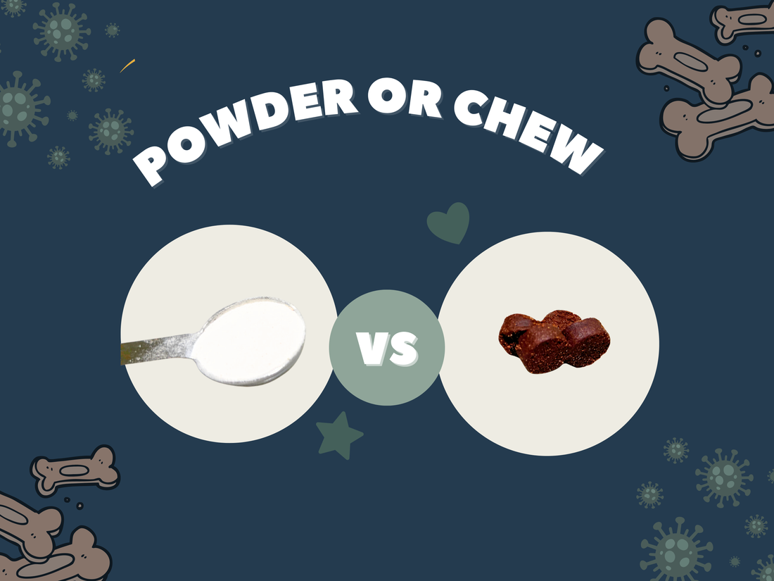 Powder vs. Chews: Which Is Better for Your Pet’s Gut Health?