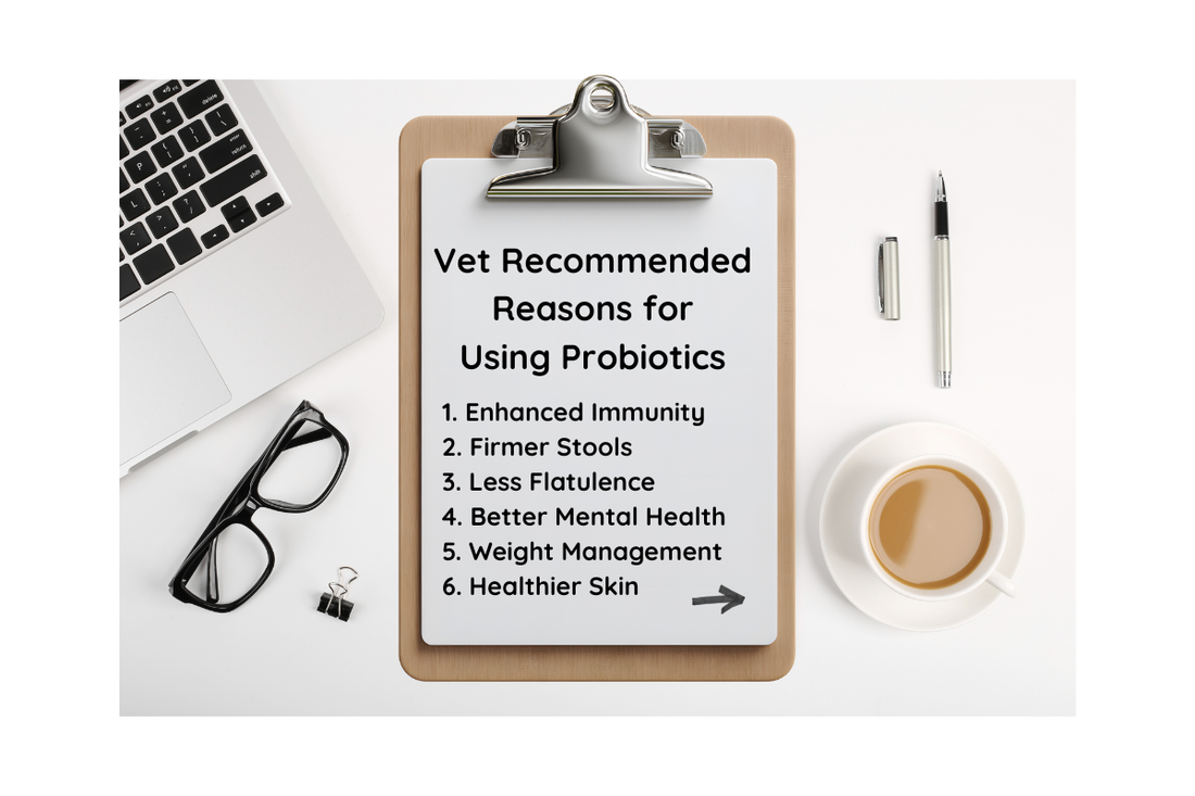 Signs Your Pet Needs a Probiotic (Veterinarian-Based Checklist)