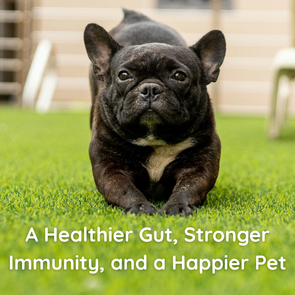 Apawthecary Probiotic and Prebiotic for Dogs